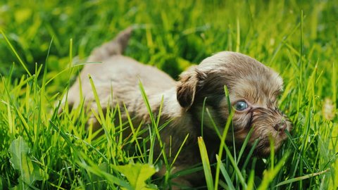 A cute little puppy is walking in the tall grass. The sun shines brightly on him.
