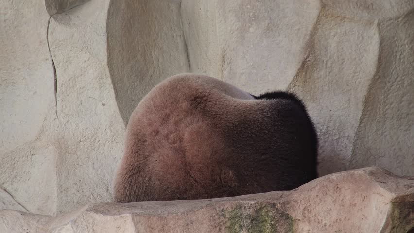 Giant Panda (Ailuropoda melanoleuca) Sleeping in Zoo