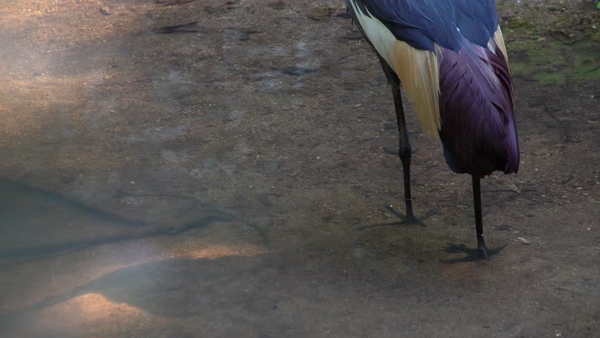 Grey Crowned Crane (Balearica regulorum)
