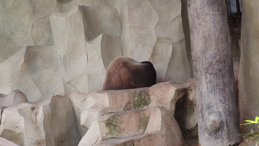 Giant Panda (Ailuropoda melanoleuca) Sleeping in Zoo