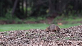 HD Video of one ground squirrel foraging for food in a wooded area. The ground squirrel is known for its tendency to rise up on its hind legs. It does this whenever it senses nearby danger.