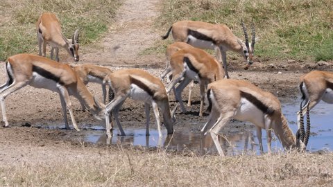 Thomson Gazelle herd drinking Water. The Animals are afraid, a lioness is near. Tanzania, Africa. 4 K, 