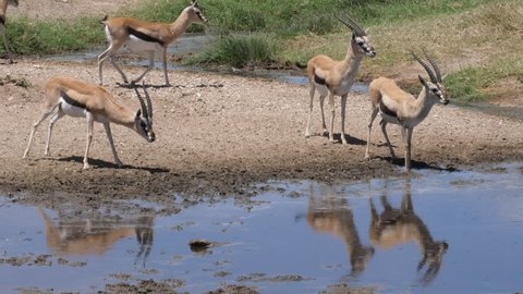Thomson Gazelle herd drinking Water. The Animals are afraid, a lioness is near. Tanzania, Africa. 4 K, 59,94 fps