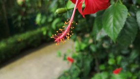 Footage of red hibiscus on tree