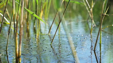 Whirligig beetles (Gyrinidae) swimming in circles on water surface between Common reeds at a lake in Finland. Slow motion shot.