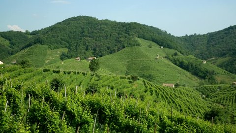 Green Prosecco vineyards - Conegliano Valdobbiadene