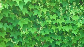 background of green leaves, great as a base for video editing