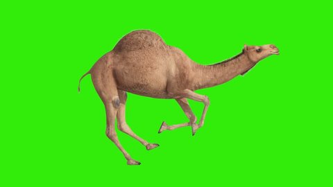 CG camel cyclical running on green screen
