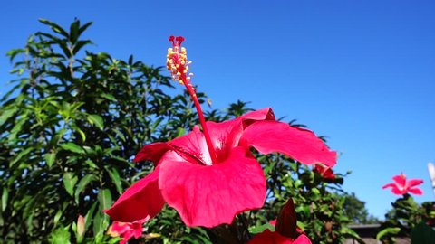 Slow Motion of Pink Chinese rose (shoe flower) blossom in the garden with blue sky background.