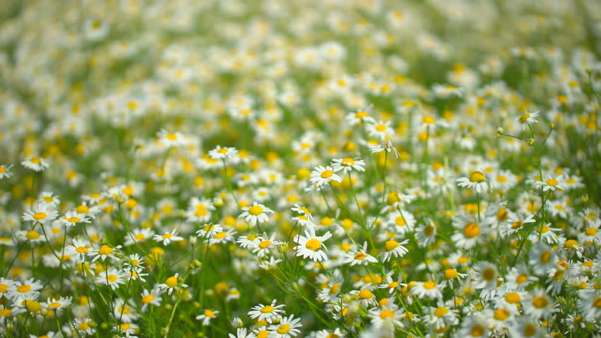 Chamomile Field. Chamomile Field Plant Stock Footage Video (100% ...