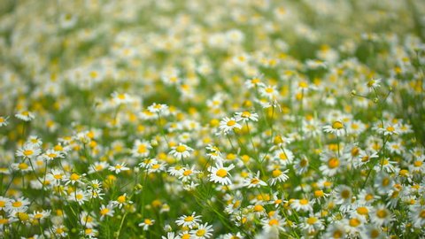 chamomile field. Chamomile field plant wind close up. Beautiful nature scene with blooming medical chamomilles. Sunny day. Summer Herbal flowers. Camomille flower background. Flowers blossoming 4 K