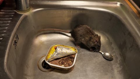 norway rats in the sink of a kitchen, eating, running,sniffing, several szenes, with audio