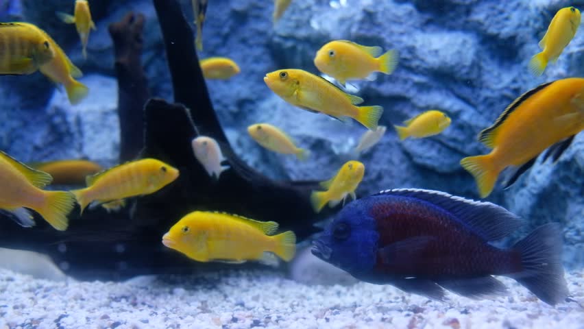 Video Stok Electric Yellow Cichlid Labidochromis Caeruleus 100 Tanpa Royalti 1021096864 Shutterstock