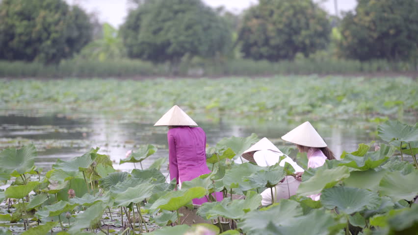 Woman in Vietnamese national dress or Ao Dai culture traditional stands in a boat and is in a lotus garden. Vietnam