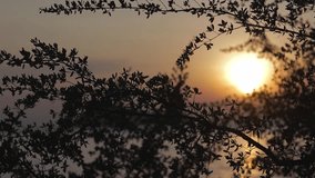 Cinematic footage. Abstract background video of a beautiful sunset at the sea, shoot through the branches.