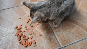 Footage of cat eating food