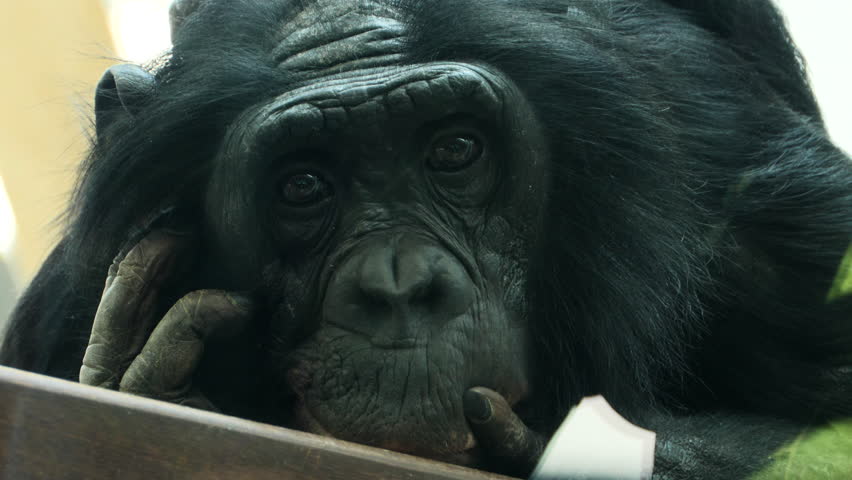 Steady shot of bonobo (pygmy chimpanzee)- head and face as it looks toward the camera, scratching the top of its head. The camera zooms out slightly.