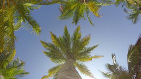4K video of a palm tree rotating POV view from underneath. Exotic vacation holidays spending concept.