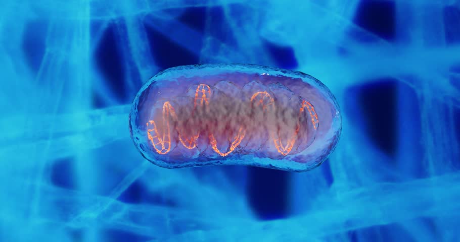 Mitochondria and DNA mitochondrial DNA Mitochondria, a membrane-enclosed cellular organelles, which produce energy Mitochondria , Cell energy and Cellular respiration Mitochondrial disease  Royalty-Free Stock Footage #1021111249