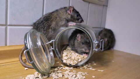 norway rats in a kitchen eating food, sniffing und running, several szenes, with audio