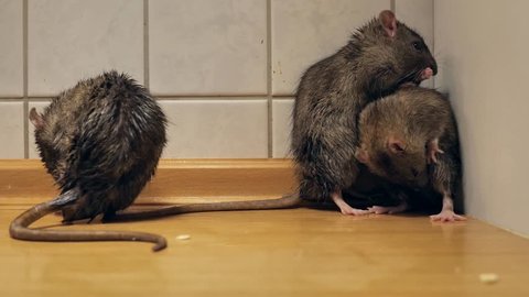 3 norway rats are in a kitchen, they clean themselves, several szenes as close ups, with audio