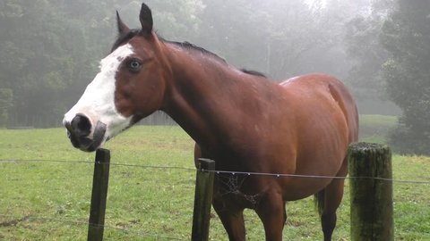 60 Naked on horse Stock Video Footage - 4K and HD Video Clips