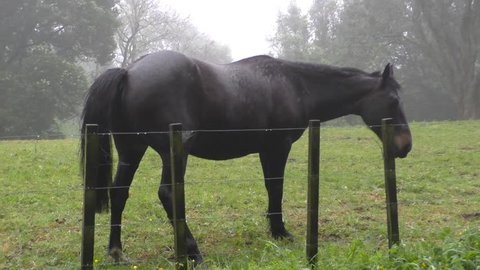 60 Naked on horse Stock Video Footage - 4K and HD Video Clips