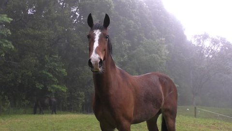 60 Naked on horse Stock Video Footage - 4K and HD Video Clips