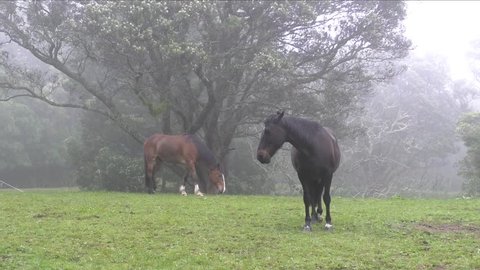 60 Naked on horse Stock Video Footage - 4K and HD Video Clips