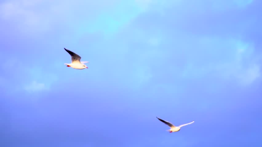 Two seagulls flying on brightly blue sky background. Slow motion.