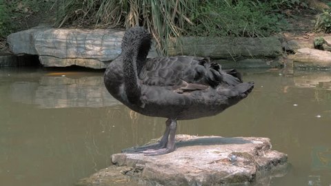 A black swan cleans its feathers standing on the stone in the pond. Black swan preening its feathers to keep them clean and waterproof.