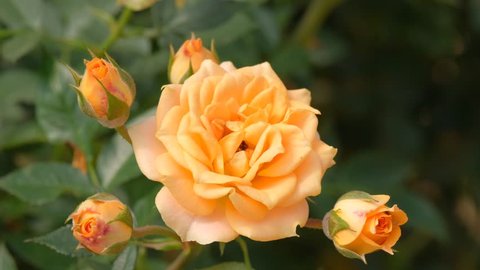 Yellow Rose Flower Or Orange Stock Footage Video 100 Royalty Free Shutterstock