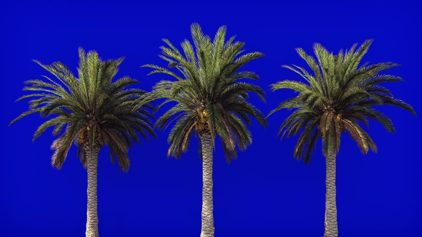 Palm trees in the wind on blue screen. Beautiful summer looped background.