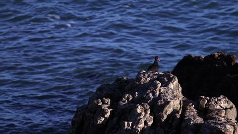 Two African Oystercatcher birds sitting on a rock and then flying off with ocean in the background.