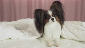 Beautiful dog Papillon on the bed crawls out from under the blanket stock footage video