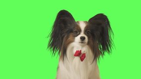 Beautiful dog Papillon with a red bow is looking at camera on green background stock footage video