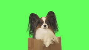 Beautiful dog Papillon in a cardboard box is looking at camera on green background stock footage video