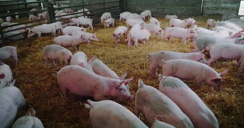 Group of young healthy pigs in a pigpen of farm. The concept: ecology, livestock, farming, bio, nutrition.