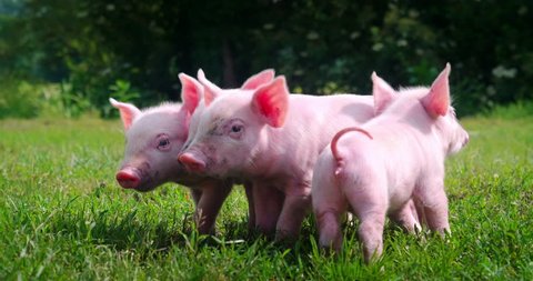 Group of newborn cute piglets on a green grass lawn. Concept of bio, animal health , friendship , love for nature . vegan and vegetarian style.