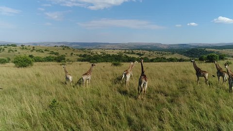 Tracking shot of giraffes running
