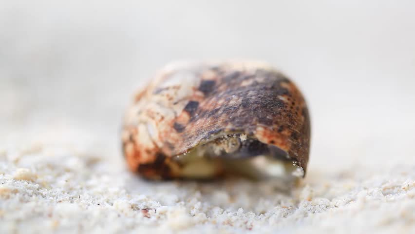 Hermit crab in sand.