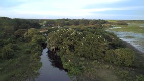 Aerial view of the beautiful landscape of trees and birds, white herons fly over the river to reach their nests, an exciting adventure of animal life