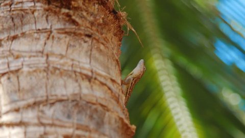 Striped Anole (Anolis lineatus) sitting in palm tree climbing away, Curacao