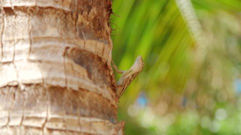 Striped Anole (Anolis lineatus) sitting in palm tree climbing away, Curacao