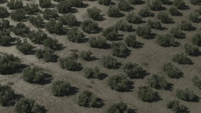 Aerial view of trees in olive orchard / Olvera, Malaga, Spain