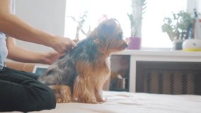 woman brushing her dog. dog funny video. girl combing a little shaggy lifestyle dog pet care. woman using a comb brush Yorkshire Terrier. friendship and care for pets dogs concept
