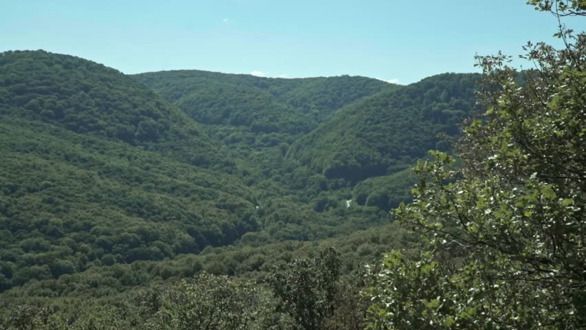 Panorama of forest