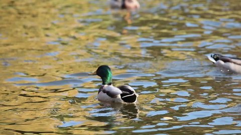 Ducks swimming in the city park lake. Beautiful autumn day with light breeze. Shallow depth of the field, 59.94 fps.