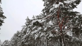 video about beautiful winter trees in the forest