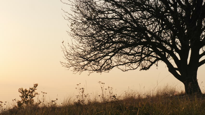 A big tree in the autumn meadow